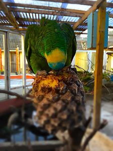 Amazone papegøje: Keld